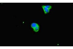 Immunofluorescence (IF) image for anti-Peroxiredoxin 2 (PRDX2) (AA 2-65) antibody (ABIN7162936)