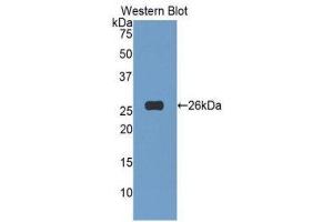 Western Blotting (WB) image for anti-Tumor Necrosis Factor (Ligand) Superfamily, Member 14 (TNFSF14) (AA 62-240) antibody (ABIN1173713) (TNFSF14 抗体  (AA 62-240))