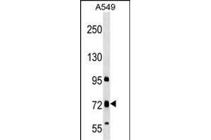 TMC4 Antibody (N-term) (ABIN1539539 and ABIN2849384) western blot analysis in A549 cell line lysates (35 μg/lane). (Tmc4 抗体  (N-Term))
