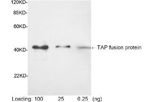 Western blot analysis of tissue lysates using 1 µg/mL Rabbit Anti-TAP-tag [HRP] Polyclonal Antibody (ABIN398917) Predicted Size: 42 KD Observed Size: 42 KD (TAP Tag 抗体 (HRP))