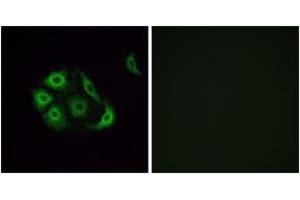 Immunofluorescence (IF) image for anti-Olfactory Receptor, Family 4, Subfamily P, Member 4 (OR4P4) (AA 260-309) antibody (ABIN1535917)