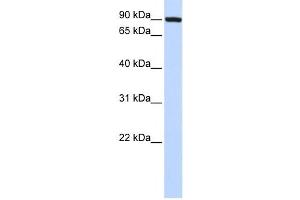 Western Blotting (WB) image for anti-Transferrin Receptor 2 (TFR2) antibody (ABIN2458931) (Transferrin Receptor 2 抗体)