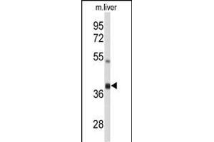 Western blot analysis of AIFM2 Antibody (C-term) (ABIN650623 and ABIN2846510) in mouse liver tissue lysates (35 μg/lane). (AIFM2 抗体  (C-Term))