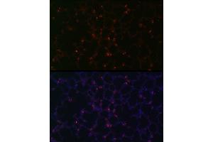Immunofluorescence (IF) image for anti-Surfactant Protein C (SFTPC) (AA 1-197) antibody (ABIN3015598)