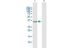 Western Blot analysis of SGTA expression in transfected 293T cell line by SGTA MaxPab polyclonal antibody.