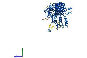 Protein Structure (PS) image for CCR4-NOT Transcription Complex, Subunit 6-Like (CNOT6L) (AA 1-555) protein (His tag) (ABIN7564757)