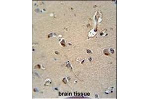 Z Antibody (C-term) (ABIN652562 and ABIN2842378) immunohistochemistry analysis in formalin fixed and paraffin embedded human brain tissue followed by peroxidase conjugation of the secondary antibody and DAB staining. (MPZ 抗体  (C-Term))