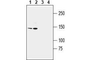 Western Blotting (WB) image for anti-Transient Receptor Potential Cation Channel, Subfamily M, Member 2 (TRPM2) (AA 999-1012), (Extracellular) antibody (ABIN7043831)
