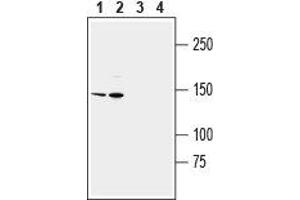 Western blot analysis of human THP-1 monocytic leukemia cell line lysate (lanes 1 and 3) and human HL-60 promyelocytic leukemia cell line lysate (lanes 2 and 4): - 1, 2.
