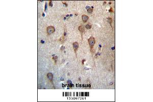 GPHB5 Antibody immunohistochemistry analysis in formalin fixed and paraffin embedded human brain tissue followed by peroxidase conjugation of the secondary antibody and DAB staining. (GPHB5 抗体  (C-Term))