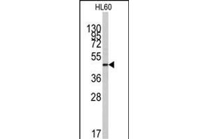 Western blot analysis of anti-ZIC3 Antibody (N-term) (ABIN389243 and ABIN2839388) in HL60 cell line lysates (35 μg/lane). (ZIC3 抗体  (N-Term))
