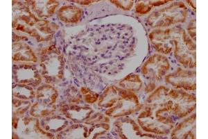 IHC image of ABIN7127627 diluted at 1:100 and staining in paraffin-embedded human kidney tissue performed on a Leica BondTM system. (Recombinant Monoamine Oxidase A 抗体)