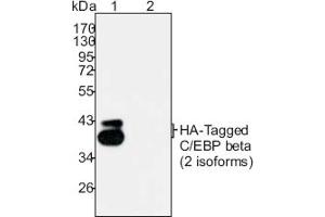 Western Blotting (WB) image for anti-HA-Tag antibody (ABIN1107479)