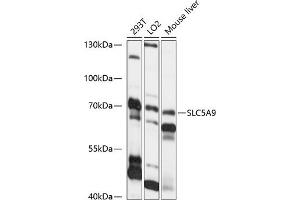 Western blot analysis of extracts of various cell lines, using SLC5 antibody (ABIN7270470) at 1:1000 dilution. (SLC5A9 抗体  (AA 230-320))