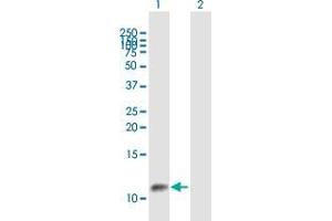Western Blot analysis of GTF2A2 expression in transfected 293T cell line by GTF2A2 MaxPab polyclonal antibody. (GTF2A2 抗体  (AA 1-109))