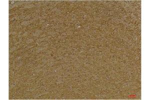 Immunohistochemistry (IHC) analysis of paraffin-embedded Mouse Brain Tissue using KCNK9 (TASK-3) Rabbit Polyclonal Antibody diluted at 1:200. (KCNK9 抗体)