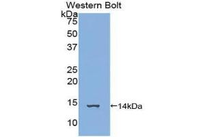 Western Blotting (WB) image for anti-Family with Sequence Similarity 19 (Chemokine (C-C Motif)-Like), Member A3 (FAM19A3) (AA 44-130) antibody (ABIN1858794) (FAM19A3 抗体  (AA 44-130))