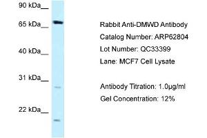 Western Blotting (WB) image for anti-Dystrophia Myotonica, WD Repeat Containing (DMWD) (C-Term) antibody (ABIN2789250) (DMWD 抗体  (C-Term))
