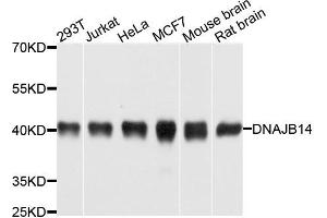 Western blot analysis of extracts of various cells, using DNAJB14 antibody. (DNAJB14 抗体)