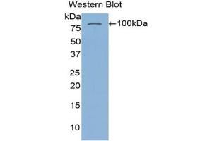 Detection of Recombinant TGM2, Human using Polyclonal Antibody to Transglutaminase 2 (TGM2) (Transglutaminase 2 抗体  (AA 1-687))