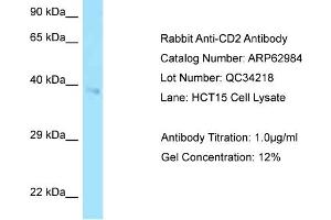 Western Blotting (WB) image for anti-CD2 (CD2) (C-Term) antibody (ABIN2789321) (CD2 抗体  (C-Term))
