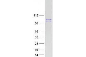 Western Blotting (WB) image for G Elongation Factor, Mitochondrial 2 (GFM2) (Transcript Variant 1) protein (Myc-DYKDDDDK Tag) (ABIN2721847)
