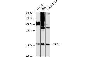 Western blot analysis of extracts of various cell lines, using MPZL1 antibody (ABIN6130846, ABIN6143978, ABIN6143979 and ABIN6216906) at 1:3000 dilution. (MPZL1 抗体  (AA 1-269))