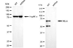 Western blotting analysis using RELA antibody (ABIN7799646). (NF-kB p65 抗体)