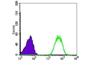 FC analysis of Jurkat cells using NME1 antibody (green) and negative control (purple). (NME1 抗体)
