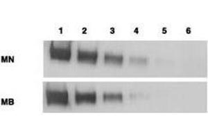 Western blotting using  anti-mesothelin antibodies to detect mesothelin-Fc at 100 ng (lane 1), 25 ng (lane 2), 6 ng (lane 3), 2 ng (lane 4) and 0. (Mesothelin 抗体  (Extracellular Domain))