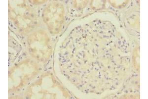 Immunohistochemistry of paraffin-embedded human kidney tissue using ABIN7159874 at dilution of 1:100 (C20orf72 抗体  (AA 81-260))