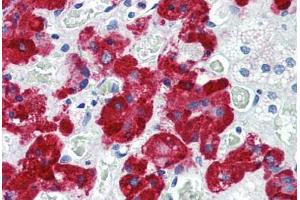 Immunohistochemistry (Paraffin-embedded Sections) (IHC (p)) image for anti-Vesicle-Associated Membrane Protein 2 (Synaptobrevin 2) (VAMP2) (AA 1-89) antibody (ABIN364330)