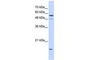 Image no. 1 for anti-Karyopherin alpha 2 (RAG Cohort 1, Importin alpha 1) (KPNA2) (AA 323-372) antibody (ABIN6741264) (KPNA2 抗体  (AA 323-372))