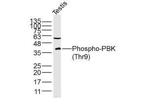 Lane 1: Mouse testis lysates probed with PBK/TOPK(Thr9) Polyclonal Antibody, Unconjugated (bs-3326R) at 1:300 overnight at 4˚C. (PBK 抗体  (pThr9))