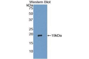 Western Blotting (WB) image for anti-TSC22 Domain Family, Member 3 (TSC22D3) (AA 1-134) antibody (ABIN1858671) (TSC22D3 抗体  (AA 1-134))