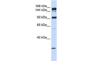 Human MCF-7; WB Suggested Anti-ABCA5 Antibody Titration: 1 ug/ml. (ABCA5 抗体  (C-Term))