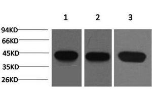 Western Blot analysis of 1) Hela, 2) 3T3, 3) Rat brain with ACTA2 Monoclonal Antibody. (Smooth Muscle Actin 抗体)
