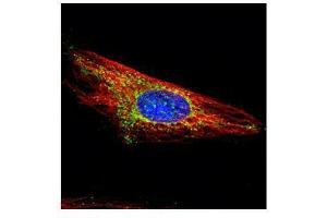 ICC/IF Image Confocal immunofluorescence analysis (Olympus FV10i) of methanol-fixed HeLa, using HXK I, antibody (Green) at 1:500 dilution. (Hexokinase 1 抗体)