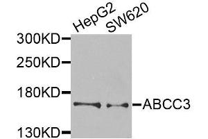 Western blot analysis of extracts of various cell lines, using ABCC3 antibody (ABIN6003581) at 1/1000 dilution. (ABCC3 抗体)