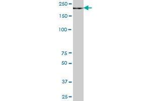 ZCCHC11 MaxPab polyclonal antibody. (ZCCHC11 抗体  (AA 1-309))
