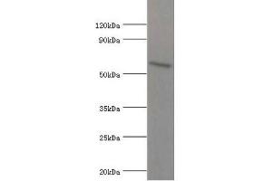 Western blot All lanes: ATG16L1 antibody at 2 μg/mL + MCF-7 whole cell lysate Secondary Goat polyclonal to rabbit IgG at 1/10000 dilution Predicted band size: 69, 67, 54, 48, 50 kDa Observed band size: 69 kDa (ATG16L1 抗体  (AA 90-300))