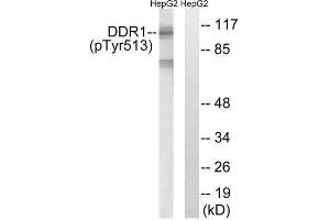 Western Blotting (WB) image for anti-Discoidin Domain Receptor tyrosine Kinase 1 (DDR1) (pTyr513) antibody (ABIN1847696) (DDR1 抗体  (pTyr513))
