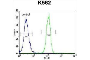CCDC61 Antibody (N-term) flow cytometric analysis of K562 cells (right histogram) compared to a negative control cell (left histogram). (CCDC61 抗体  (N-Term))