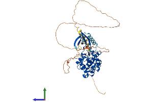 AlphaFold protein structure predicition of Human Recombinant CDKL2 Protein, UniprotID Q92772 (CDKL2 Protein (AA 1-493) (His tag))
