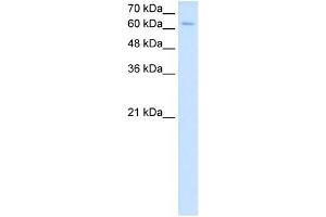Western Blotting (WB) image for anti-Nuclear Receptor Subfamily 2, Group C, Member 2 (NR2C2) (C-Term) antibody (ABIN630120)