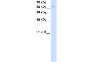 NR2C2 antibody used at 2. (TR4 抗体  (C-Term))
