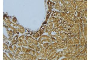 ABIN6273018 at 1/100 staining Mouse kidney tissue by IHC-P. (Syntaxin 11 抗体  (Internal Region))