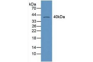 Western blot analysis of Mouse Heart Tissue. (Retinoid X Receptor gamma 抗体  (AA 12-220))