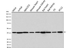 Western blot analysis of p38 MAPK expression in (1) HeLa cell lysate
