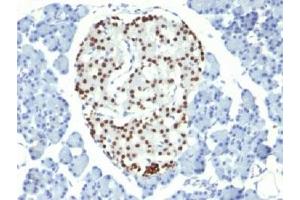 IHC testing of FFPE rat pancreas with NKX2. (Nkx2-2 抗体)